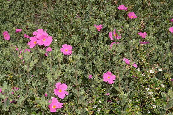 MJE_8538 copy