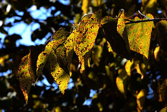 MJE_3037 copy