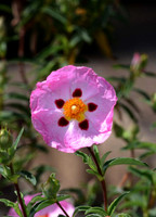 MJE_0424