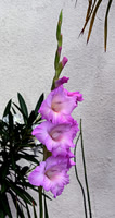 MJE_8259