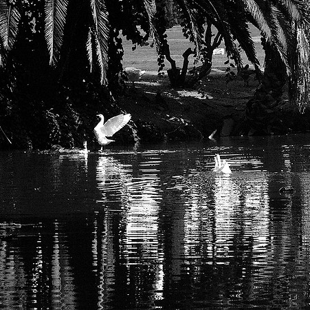 MJE_8734bwwatercolor
