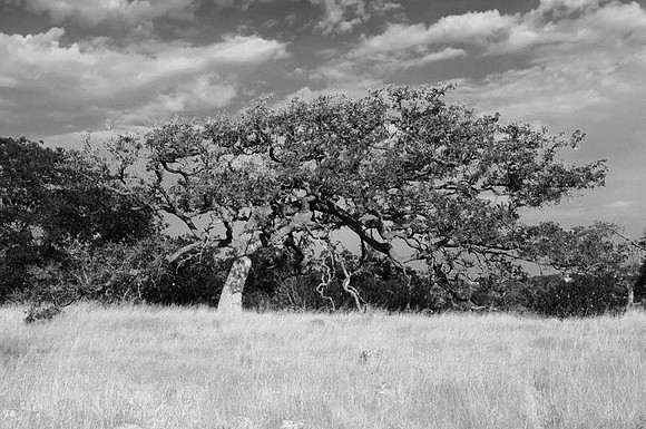 DSC_2455bw