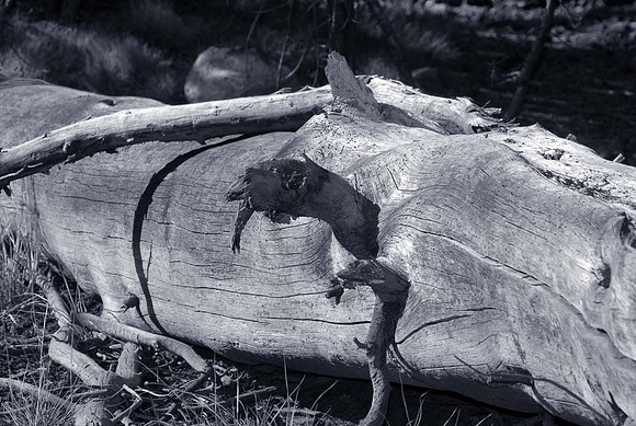 DSC_9030bw