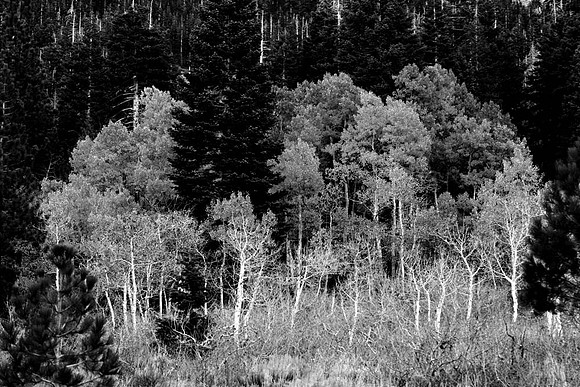 IMG_0096copy