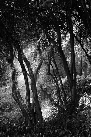 DSC_2877 copy