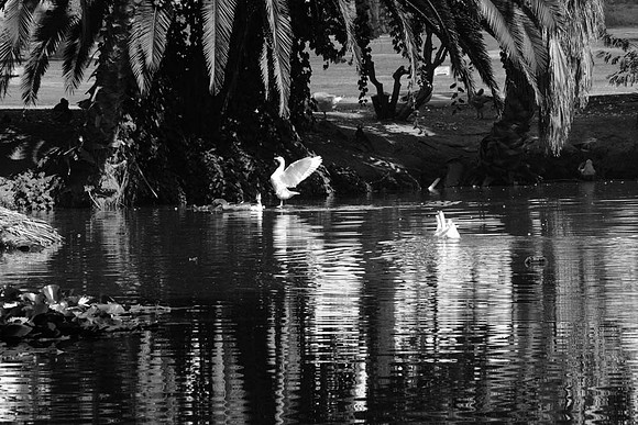 MJE_8734bw
