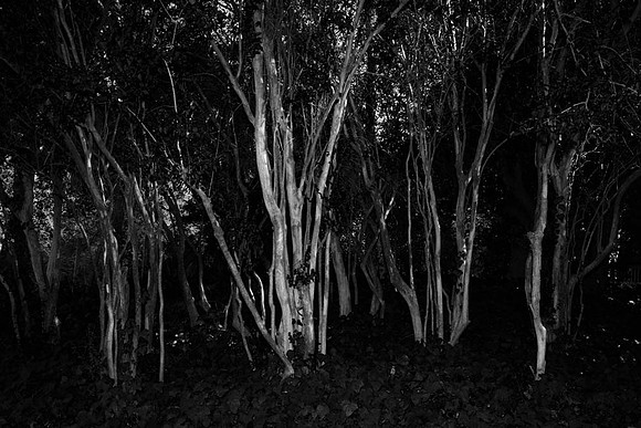 MJE_3341bw