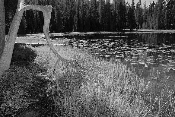 DSC_0542 copy
