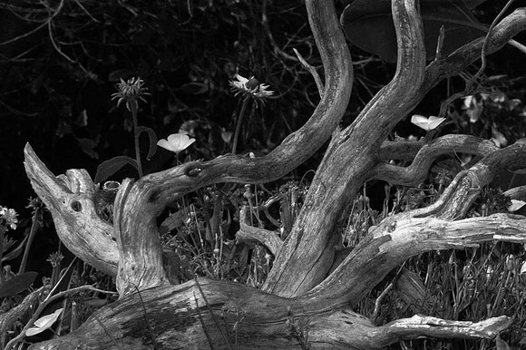 DSC_3830 copy copy