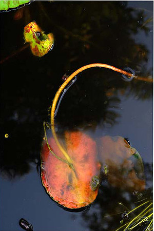 abstract water and plant