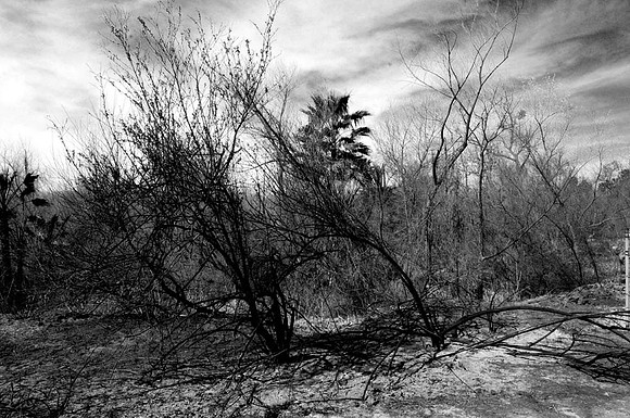DSC_6186 copy