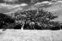 DSC_2455bw