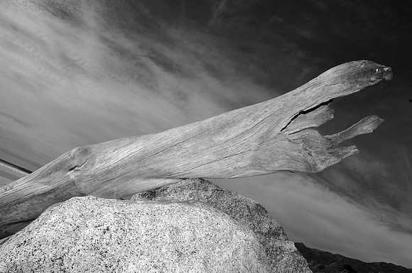 DSC_0137bw