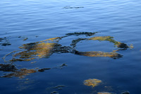 MJE_4583