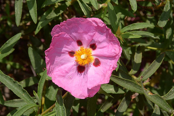 MJE_8526 copy