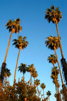 CitrusParkPalms