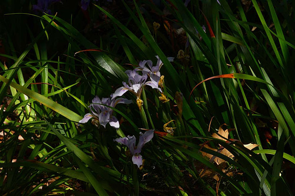 MJE_8565 copy