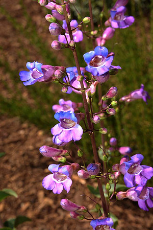MJE_8522 copy 2