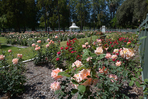 MJE_7550